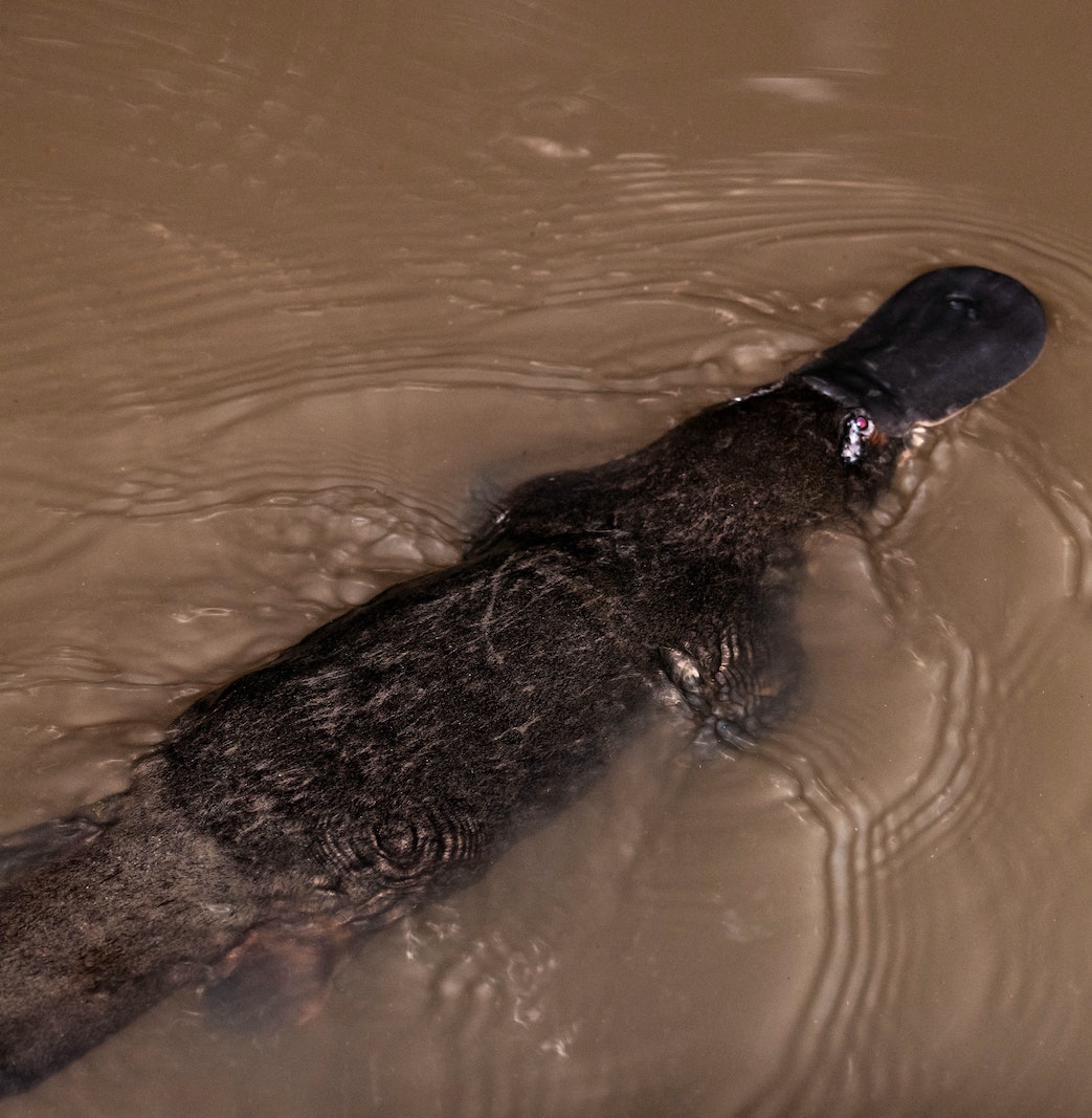 The Great Victorian Platypus Search